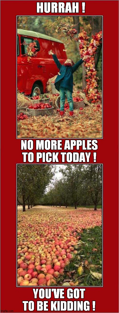 A Young Apple Pickers Lament ! |  HURRAH ! NO MORE APPLES TO PICK TODAY ! YOU'VE GOT TO BE KIDDING ! | image tagged in fun,apples,picking,frustration | made w/ Imgflip meme maker