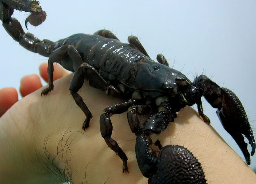 High Quality Giant Scorpion Blank Meme Template