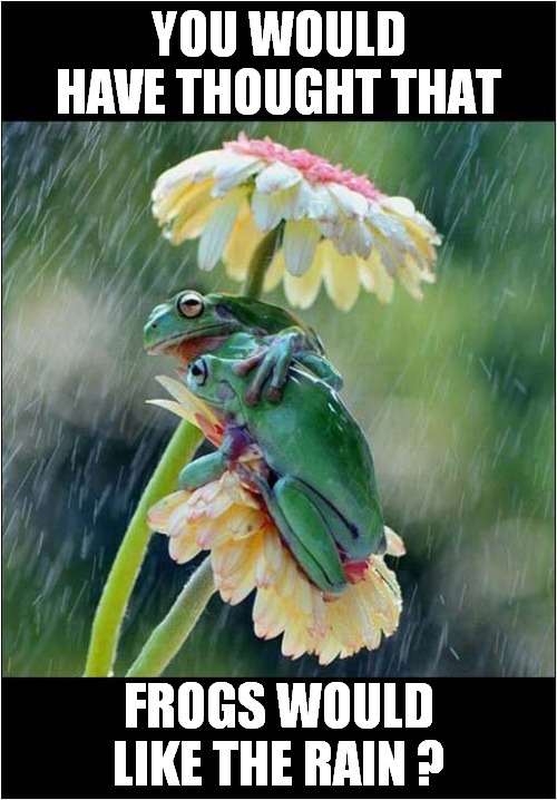 Soggy Froggies ? | YOU WOULD HAVE THOUGHT THAT; FROGS WOULD LIKE THE RAIN ? | image tagged in frogs,raining | made w/ Imgflip meme maker