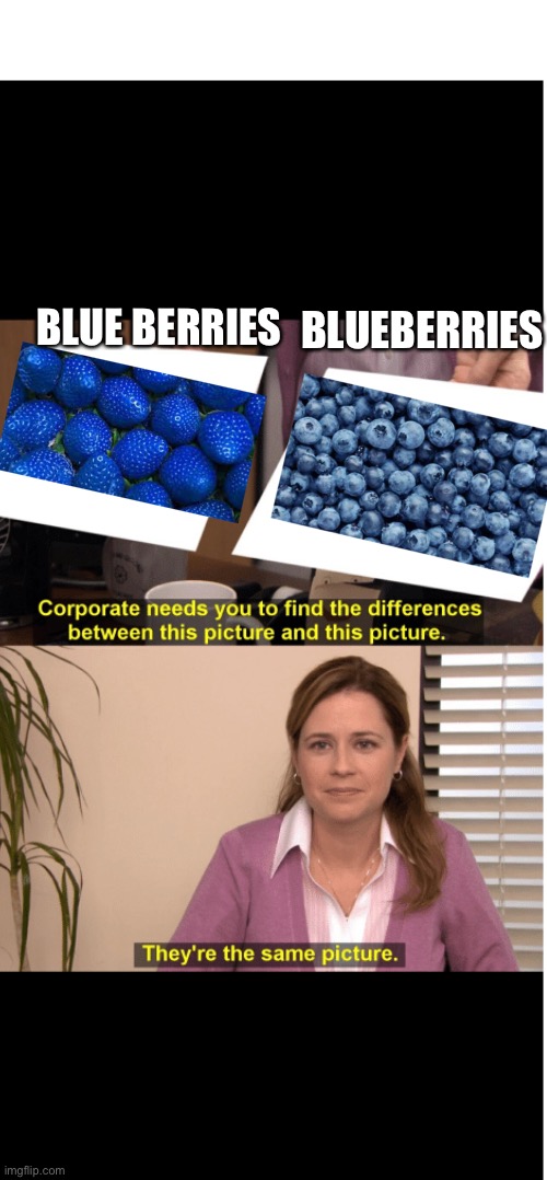 It’s true ? | BLUEBERRIES; BLUE BERRIES | image tagged in blue berries,why do tags exist,why are you reading the tags,xd | made w/ Imgflip meme maker