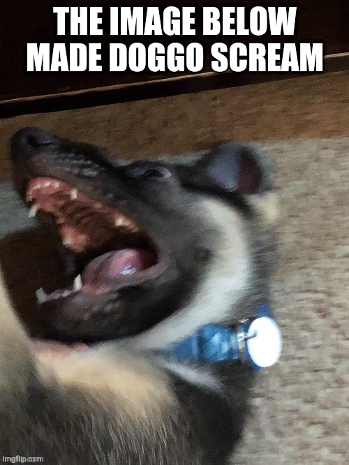 THE IMAGE BELOW MADE DOGGO SCREAM | image tagged in e | made w/ Imgflip meme maker