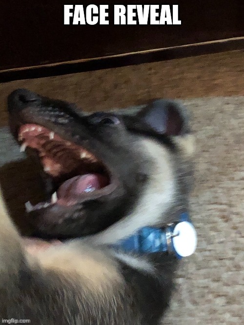 FACE REVEAL | image tagged in e | made w/ Imgflip meme maker