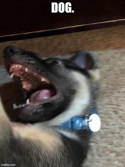 DOG. | image tagged in e | made w/ Imgflip meme maker