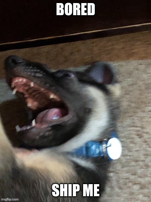 BORED; SHIP ME | image tagged in e | made w/ Imgflip meme maker