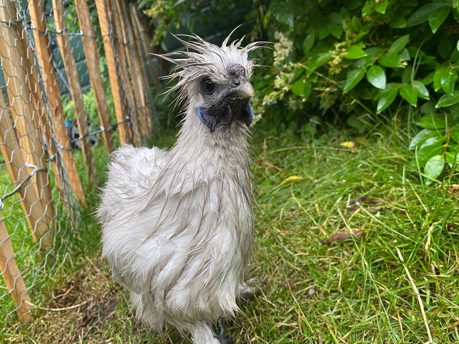 Haughty hen Blank Meme Template