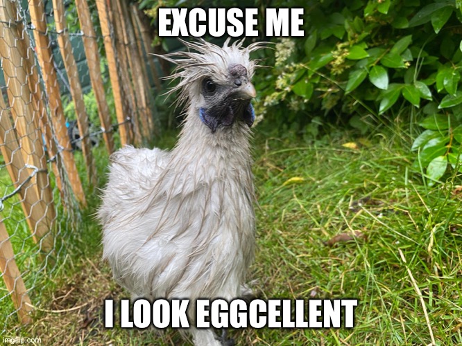 Haughty hen | EXCUSE ME; I LOOK EGGCELLENT | image tagged in haughty hen | made w/ Imgflip meme maker