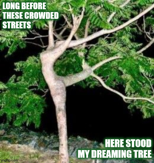 DMB The Dreaming Tree | LONG BEFORE
THESE CROWDED
STREETS; HERE STOOD MY DREAMING TREE | image tagged in dmb,dave matthews,dave matthews band,dreaming,tree,dance | made w/ Imgflip meme maker