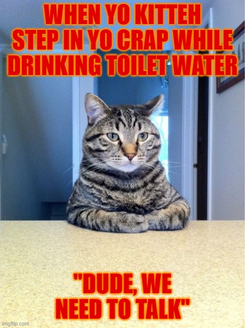 When Kitteh Step In Crap | WHEN YO KITTEH STEP IN YO CRAP WHILE DRINKING TOILET WATER; "DUDE, WE NEED TO TALK" | image tagged in memes,take a seat cat,cat,cats | made w/ Imgflip meme maker