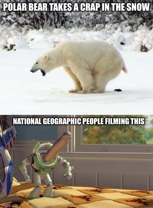 Nat Geo filmers be like | POLAR BEAR TAKES A CRAP IN THE SNOW; NATIONAL GEOGRAPHIC PEOPLE FILMING THIS | image tagged in polar bear shits in the snow | made w/ Imgflip meme maker