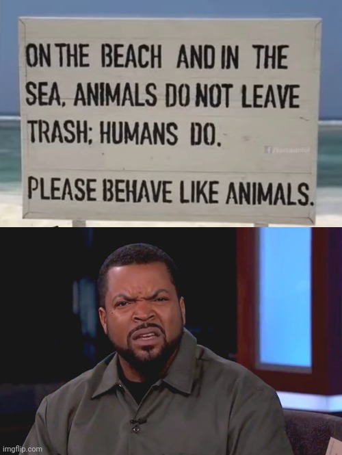 Beach rules be like | image tagged in really ice cube | made w/ Imgflip meme maker