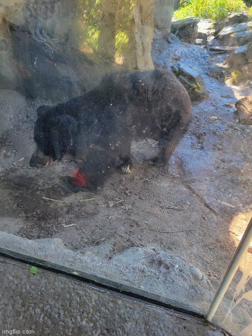 Went to the zoo today. Sloth bear | image tagged in sloth bear | made w/ Imgflip meme maker