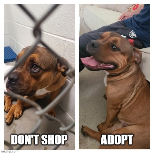 Adopt A Shelter Pet | ADOPT; DON'T SHOP | image tagged in dogs,cats,animal rescue | made w/ Imgflip meme maker