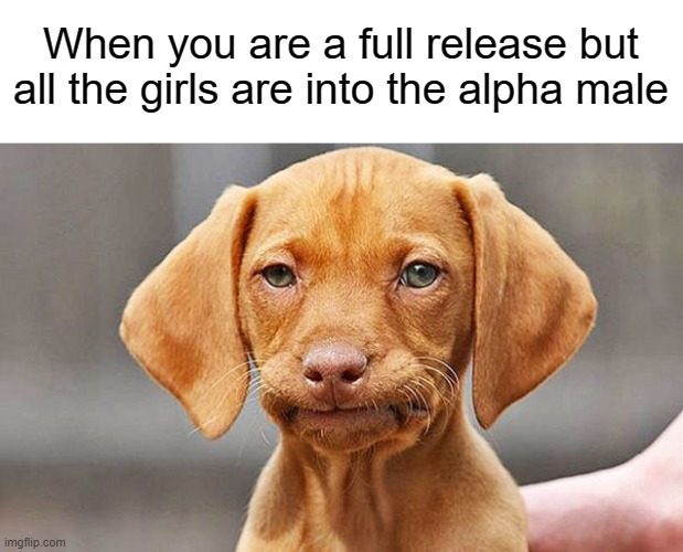 Male 1.0 | When you are a full release but all the girls are into the alpha male | image tagged in fed up dog,gaming,alpha,male,funny,memes | made w/ Imgflip meme maker