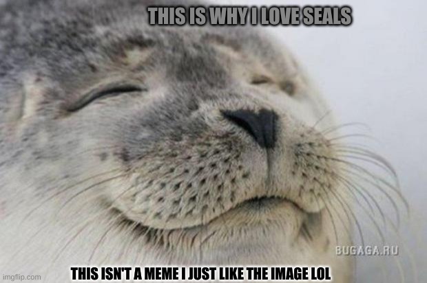 Yas | THIS IS WHY I LOVE SEALS; THIS ISN'T A MEME I JUST LIKE THE IMAGE LOL | image tagged in happy seal | made w/ Imgflip meme maker