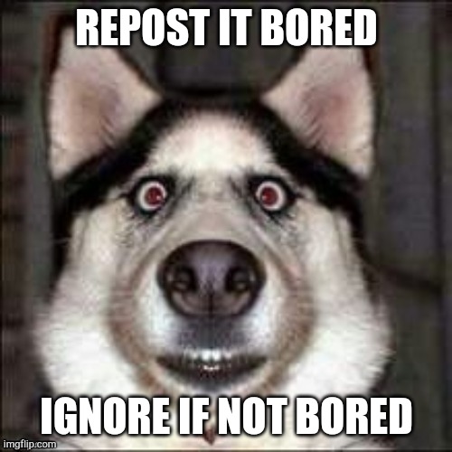 funni doggo | REPOST IT BORED; IGNORE IF NOT BORED | image tagged in funni doggo | made w/ Imgflip meme maker