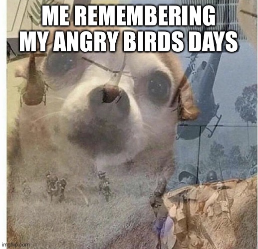 PTSD Chihuahua | ME REMEMBERING MY ANGRY BIRDS DAYS | image tagged in ptsd chihuahua | made w/ Imgflip meme maker