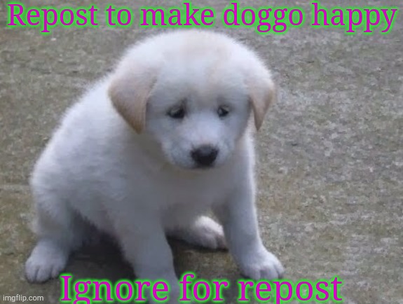 Sad, sad doggo :'( | Repost to make doggo happy; Ignore for repost | image tagged in sad sad doggo ' | made w/ Imgflip meme maker