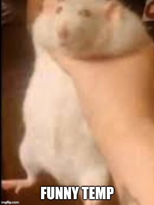 Man holding hamster | FUNNY TEMP | image tagged in man holding hamster | made w/ Imgflip meme maker