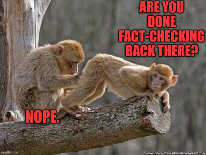 monkey butt | ARE YOU DONE FACT-CHECKING BACK THERE? NOPE. | image tagged in monkey butt | made w/ Imgflip meme maker