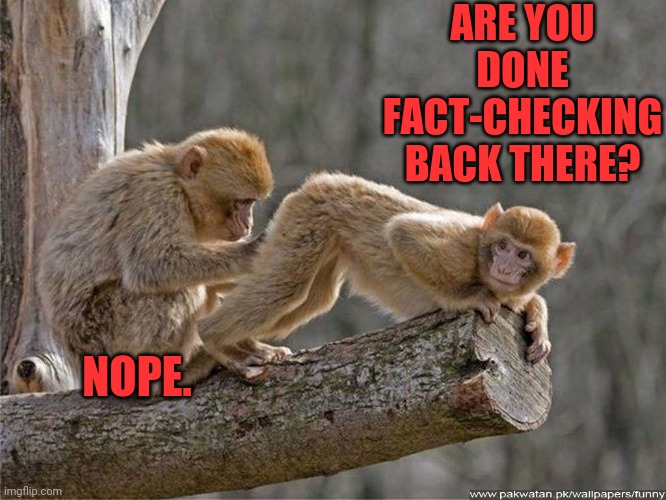 Meme Monkey GIF - Meme Monkey - Discover & Share GIFs