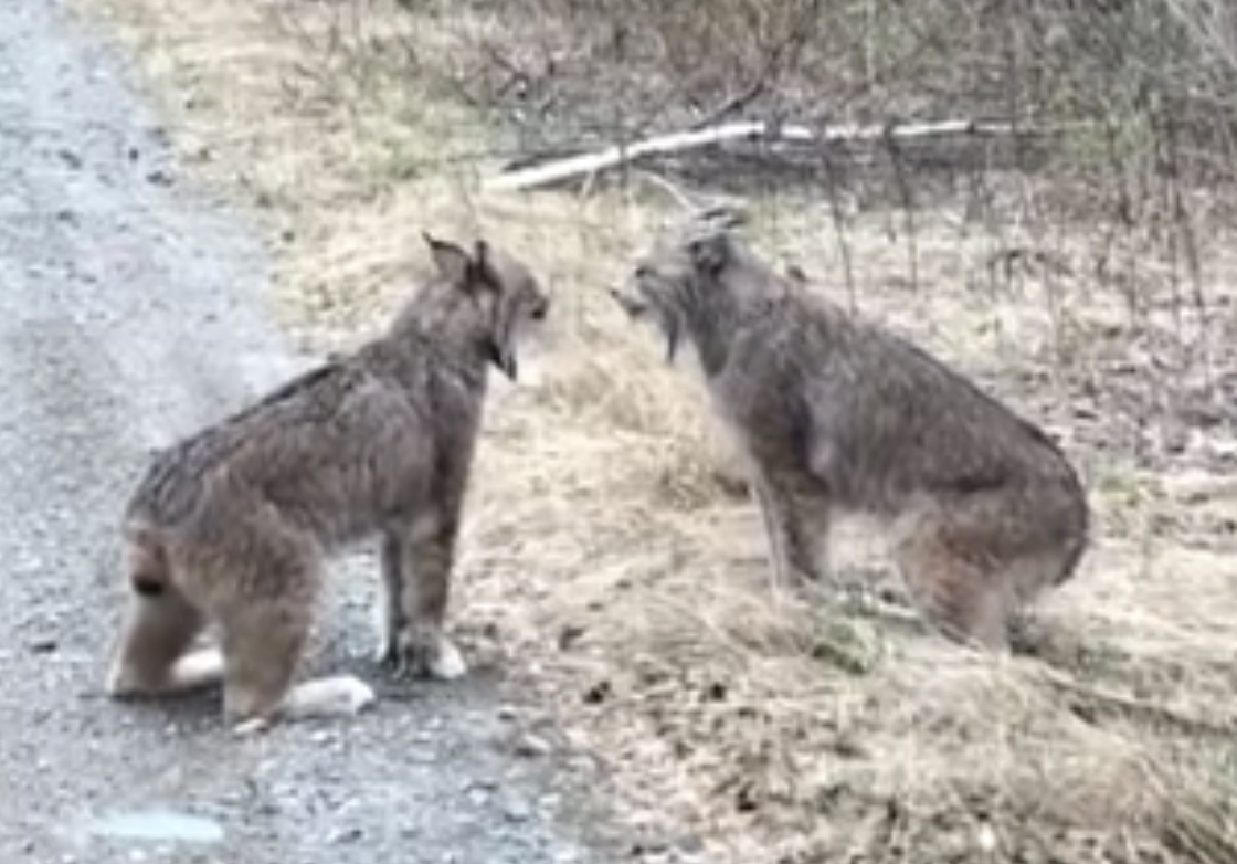 Screaming Lynxes Blank Meme Template