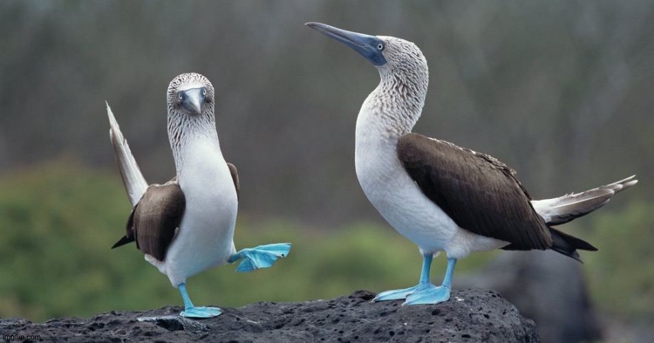 Bored, so I'm just finding these images | image tagged in blue footed boobies | made w/ Imgflip meme maker