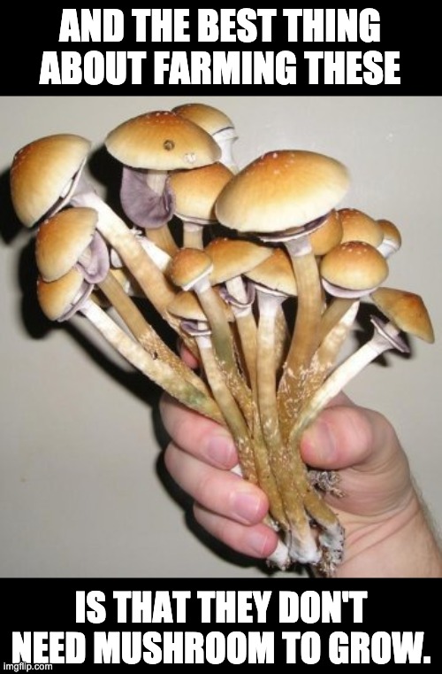 Mushroom | AND THE BEST THING ABOUT FARMING THESE; IS THAT THEY DON'T NEED MUSHROOM TO GROW. | image tagged in magic mushrooms | made w/ Imgflip meme maker