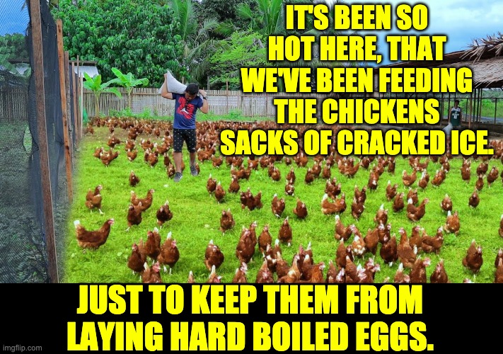 It's so hot... | IT'S BEEN SO HOT HERE, THAT WE'VE BEEN FEEDING THE CHICKENS SACKS OF CRACKED ICE. JUST TO KEEP THEM FROM LAYING HARD BOILED EGGS. | image tagged in bad pun | made w/ Imgflip meme maker