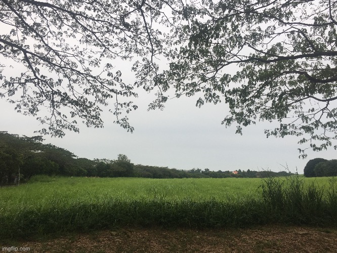 Went on a walk, very grey but quite pretty :) | image tagged in tag | made w/ Imgflip meme maker