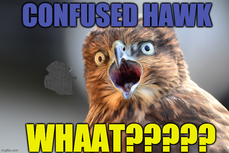 PhotoBomb Hawk | CONFUSED HAWK; WHAAT????? | image tagged in photobomb hawk | made w/ Imgflip meme maker