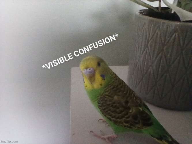 Lol I got my birb in 4k | image tagged in lol how | made w/ Imgflip meme maker