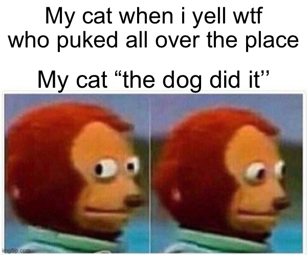 Monkey Puppet | My cat when i yell wtf who puked all over the place; My cat “the dog did it’’ | image tagged in memes,monkey puppet | made w/ Imgflip meme maker