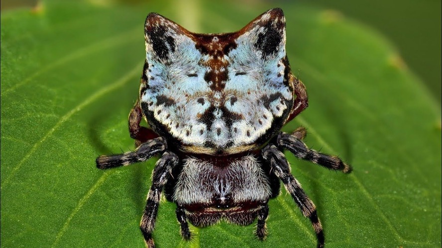 This is a spider. | made w/ Imgflip meme maker