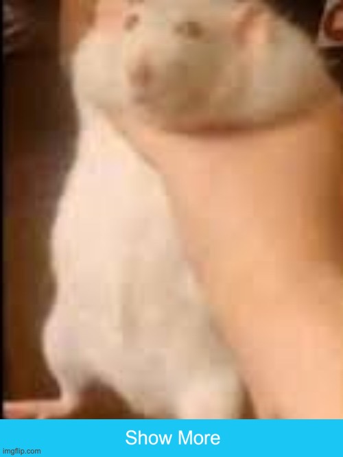 THAT WRETCHED WATERMARKJGFJBKLFDGUJGHFOIKLMGHUOJKFGBIJOHN | image tagged in man holding hamster | made w/ Imgflip meme maker