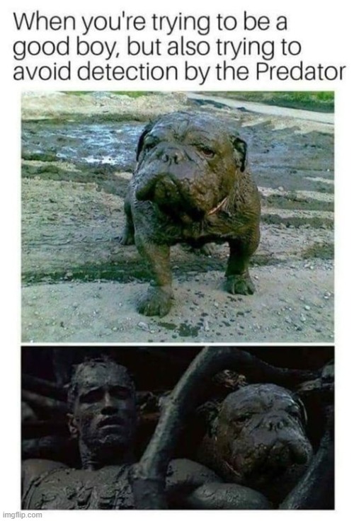 muddy dog | image tagged in mud,dog | made w/ Imgflip meme maker