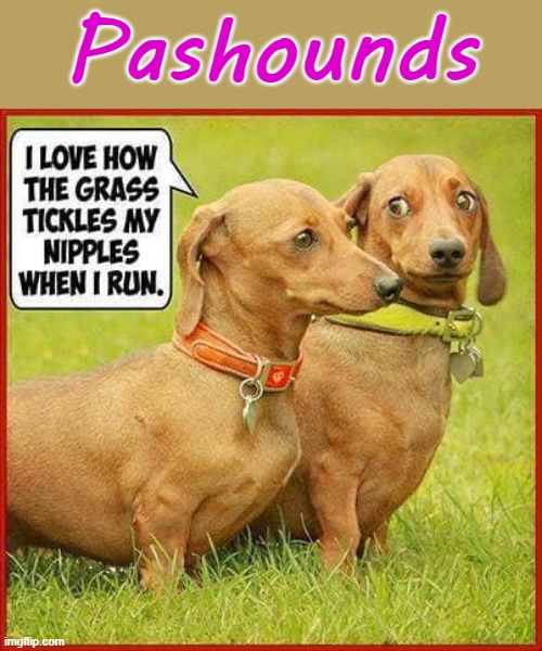 Pashounds | Pashounds | image tagged in nipples | made w/ Imgflip meme maker