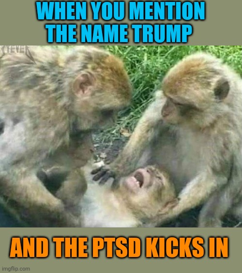 Trump Monkey | WHEN YOU MENTION THE NAME TRUMP; AND THE PTSD KICKS IN | image tagged in trump derangement syndrome,monkey | made w/ Imgflip meme maker