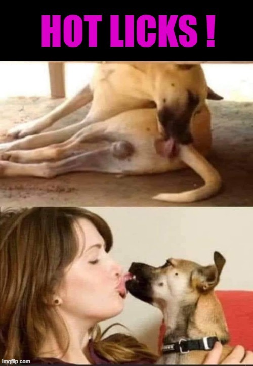 Hot Licks | image tagged in doggie | made w/ Imgflip meme maker