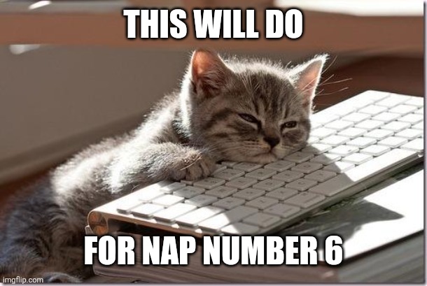 Bored Keyboard Cat | THIS WILL DO; FOR NAP NUMBER 6 | image tagged in bored keyboard cat | made w/ Imgflip meme maker
