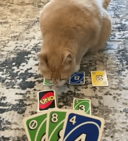 Playing uno cards with cat - Imgflip