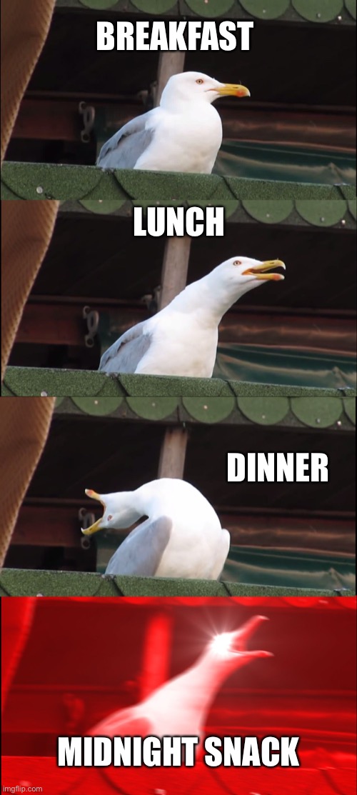 Inhaling Seagull | BREAKFAST; LUNCH; DINNER; MIDNIGHT SNACK | image tagged in memes,inhaling seagull | made w/ Imgflip meme maker