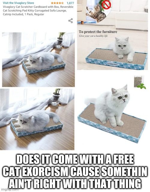 Devil Cat | DOES IT COME WITH A FREE CAT EXORCISM CAUSE SOMETHIN AIN'T RIGHT WITH THAT THING | image tagged in cats,cat,amazonks,funny,wtf | made w/ Imgflip meme maker