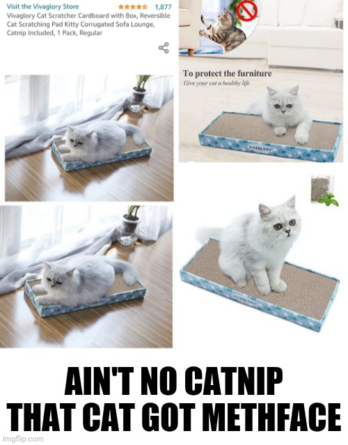 Meth Kitty | AIN'T NO CATNIP THAT CAT GOT METHFACE | image tagged in cats,cat,funny,amazonks,wtf | made w/ Imgflip meme maker