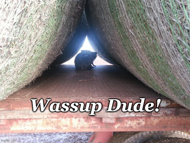 Whassup | Wassup Dude! | image tagged in whassup | made w/ Imgflip meme maker