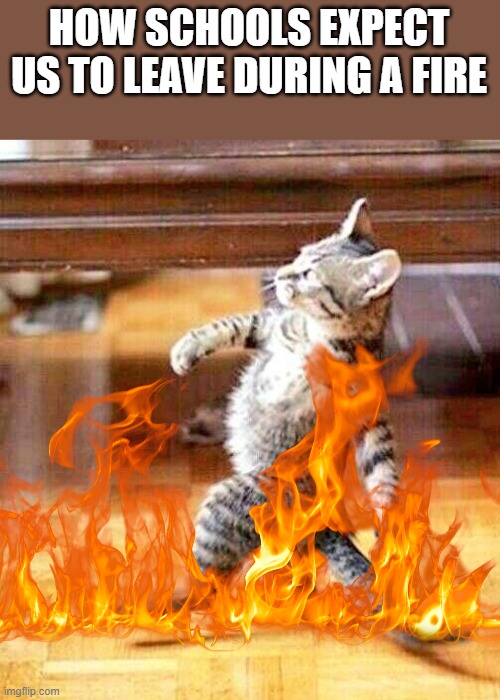 HOW SCHOOLS EXPECT US TO LEAVE DURING A FIRE | image tagged in cat walk in walk out | made w/ Imgflip meme maker