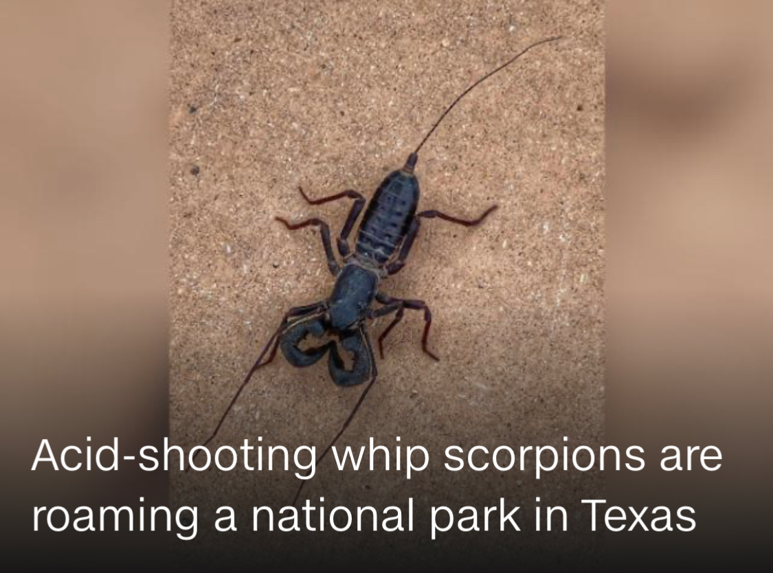 High Quality Whip scorpions Blank Meme Template