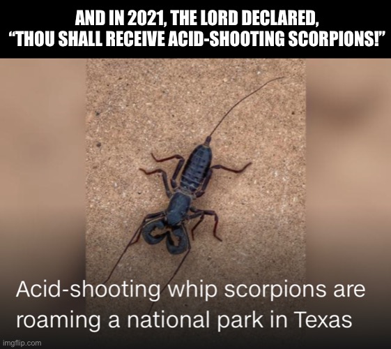 Acid Shooting Whip Scorpions | AND IN 2021, THE LORD DECLARED, “THOU SHALL RECEIVE ACID-SHOOTING SCORPIONS!” | image tagged in whip scorpions,texas,scorpion,2021,dark humor | made w/ Imgflip meme maker