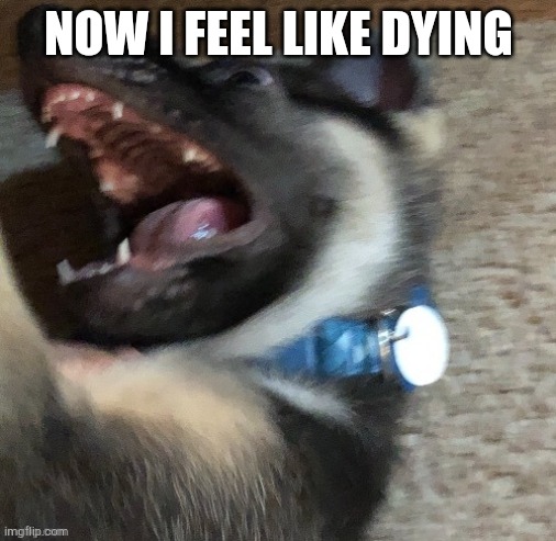 angy doggo | NOW I FEEL LIKE DYING | image tagged in angy doggo | made w/ Imgflip meme maker