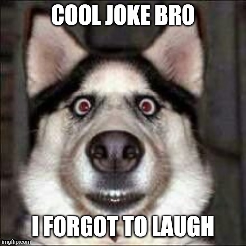 funni doggo | COOL JOKE BRO I FORGOT TO LAUGH | image tagged in funni doggo | made w/ Imgflip meme maker