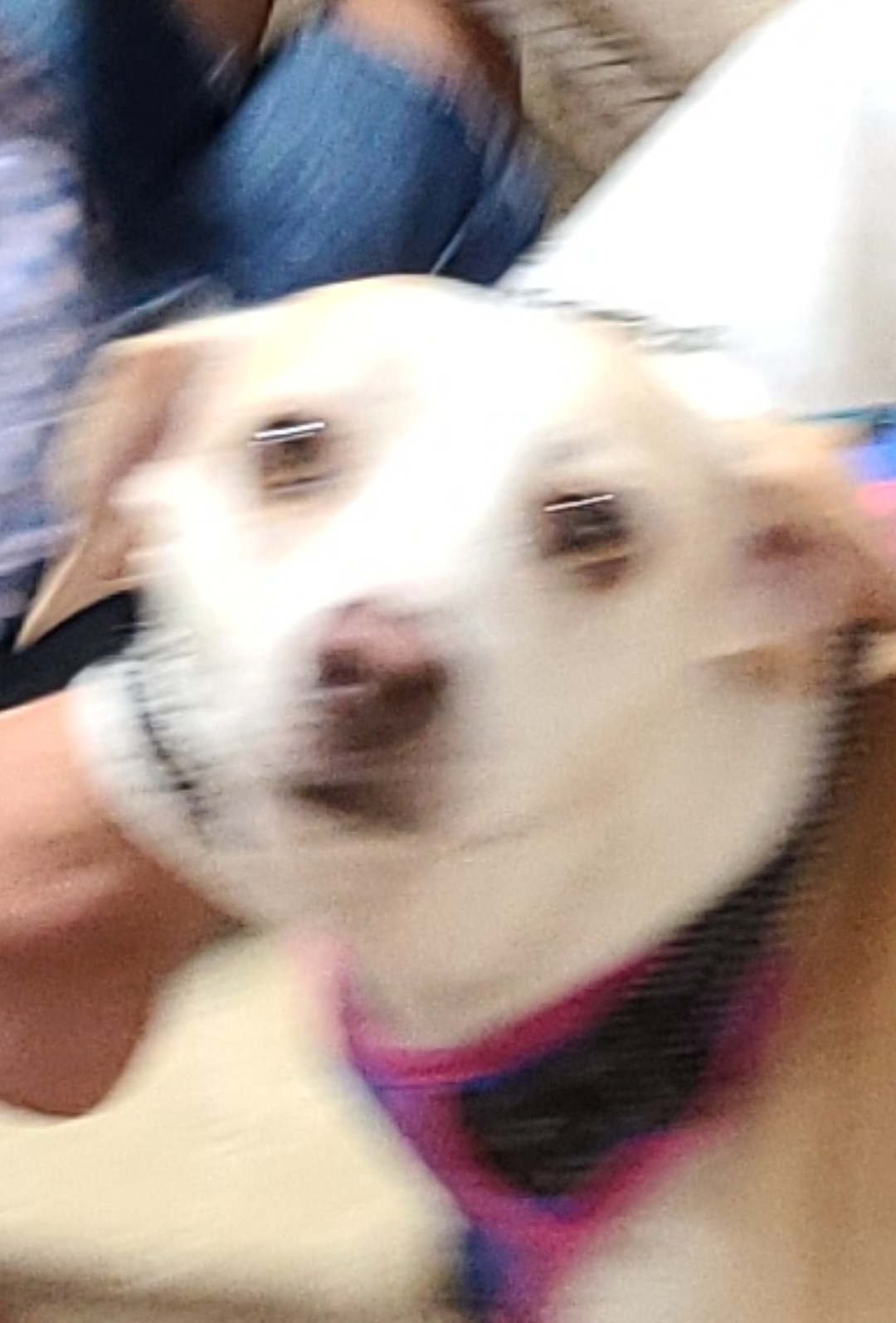 Buzzy dog Blank Meme Template